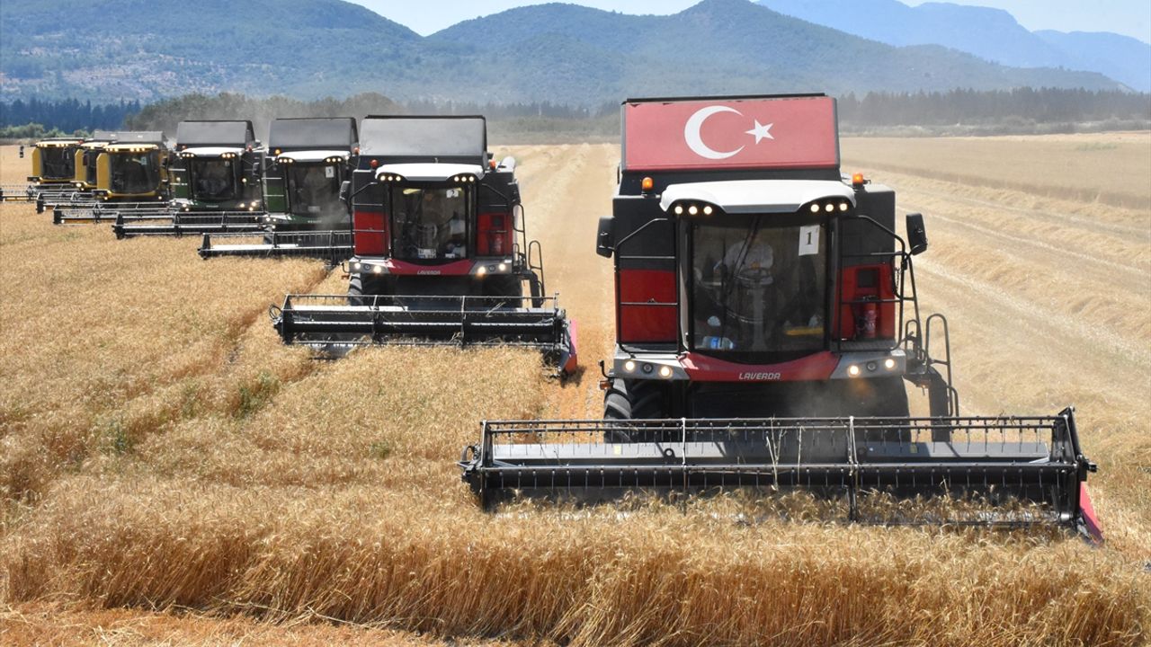 MUĞLA - Dalaman TİGEM'de yerli tohum buğdayın hasadına başlandı