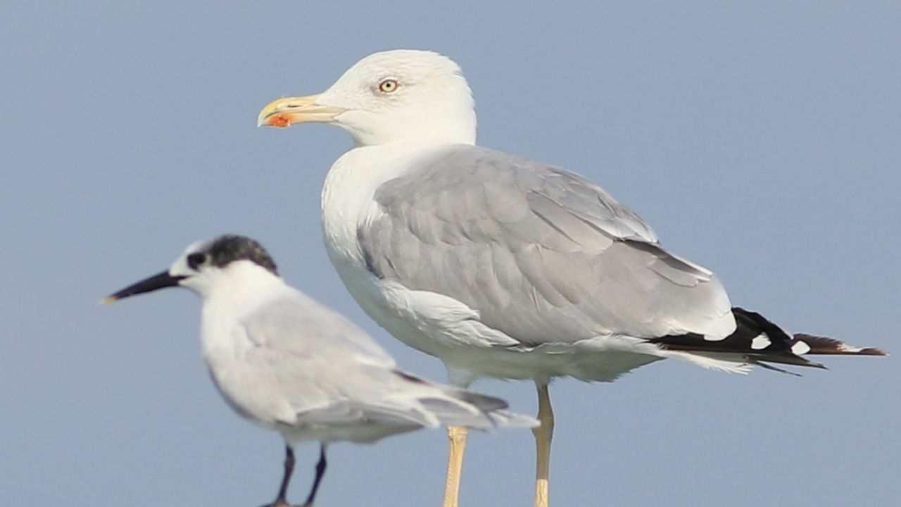 Yalova'daki Hersek Lagünü'nde yeni kuş türü gözlendi