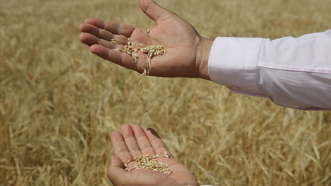 Adana, buğday ve arpa alım fiyatlarından memnun!