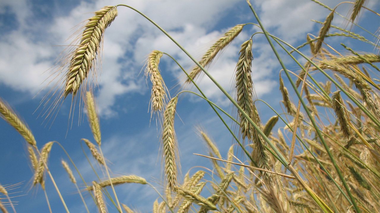 Gaziantep Borsasında sert buğday 7,90 liradan işlem gördü