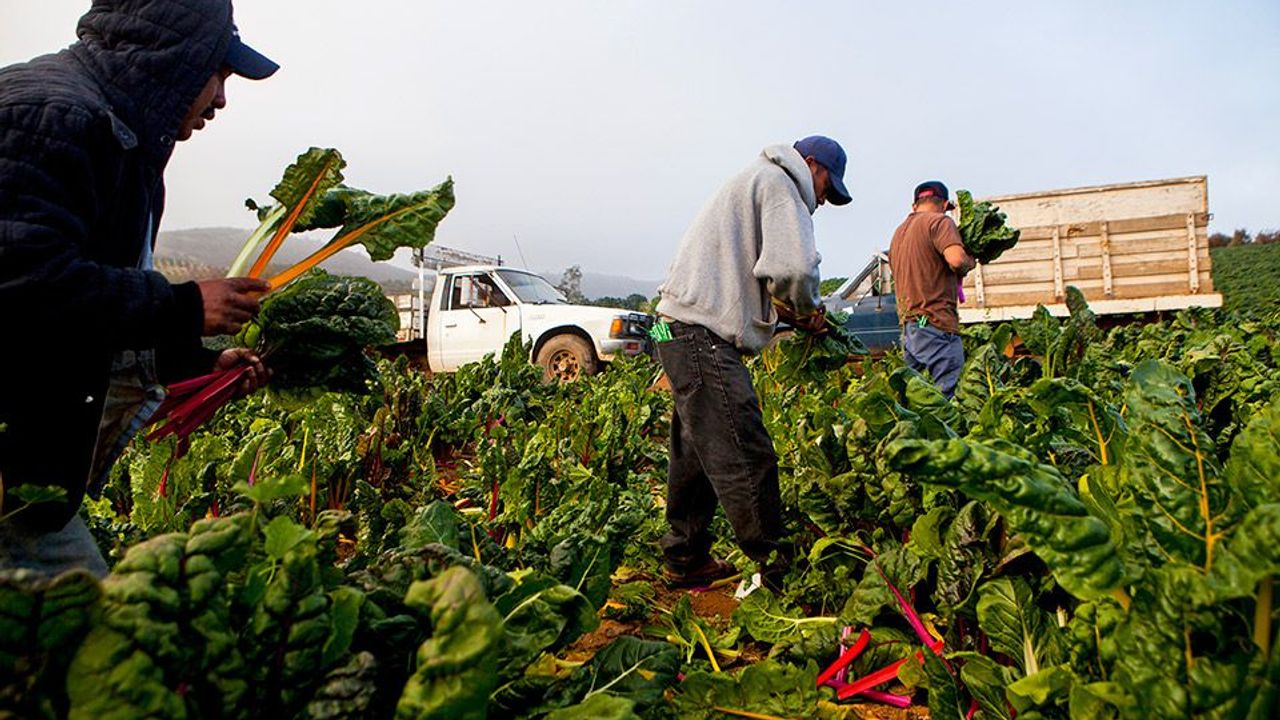 Tarımda istihdam fırsatı: 1500 işçi alımı başlıyor