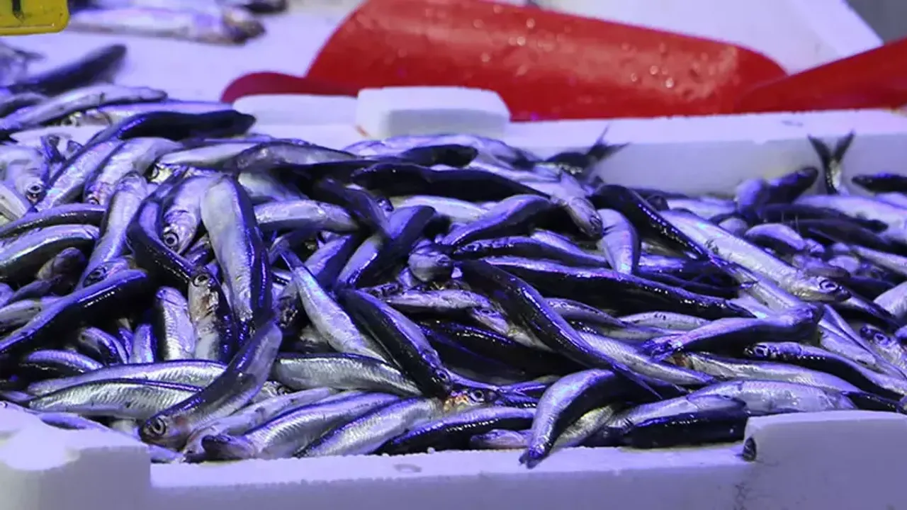 Tekirdağ Süleymanpaşa’da hamsi fiyatı 50 liraya geriledi