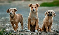 Başıboş köpek düzenlemesi TBMM'de görüşülüyor!