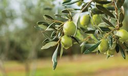 Marmarabirlik zeytin alım fiyatlarını açıkladı