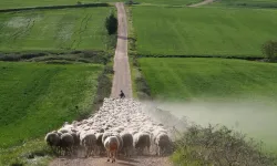 İspanya’da hayvancılık azalıyor yangın riski artıyor