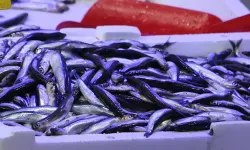 Tekirdağ Süleymanpaşa’da hamsi fiyatı 50 liraya geriledi