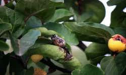 Zirai don Geyve ve Pamukova’da ayva üretimini bitirdi