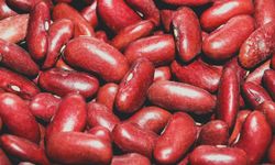 Soya fasulyesi Çin talebiyle yükseldi mısır toparlandı