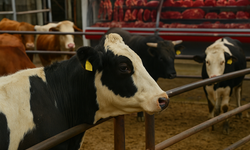 Şap hastalığı kırmızı et fiyatlarındaki artışı hızlandırdı