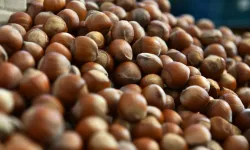 Fındık ihracatında miktar yüzde 36 geriledi