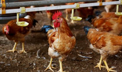 Ramazan öncesi tavuk fiyatlarına ihracat freni geldi