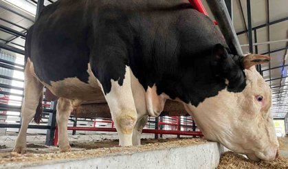 Kurbanlık hayvan girişlerinde yeni dönem başladı