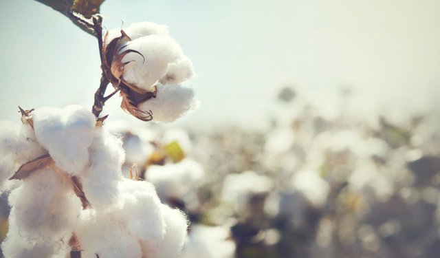 Türkiye pamukta üretim ve rekabet sınavıyla karşı karşıya