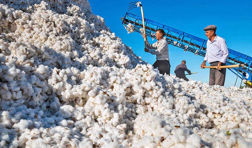 Türkiye’nin pamuk ithalat payı 2034’te yüzde 11 olacak