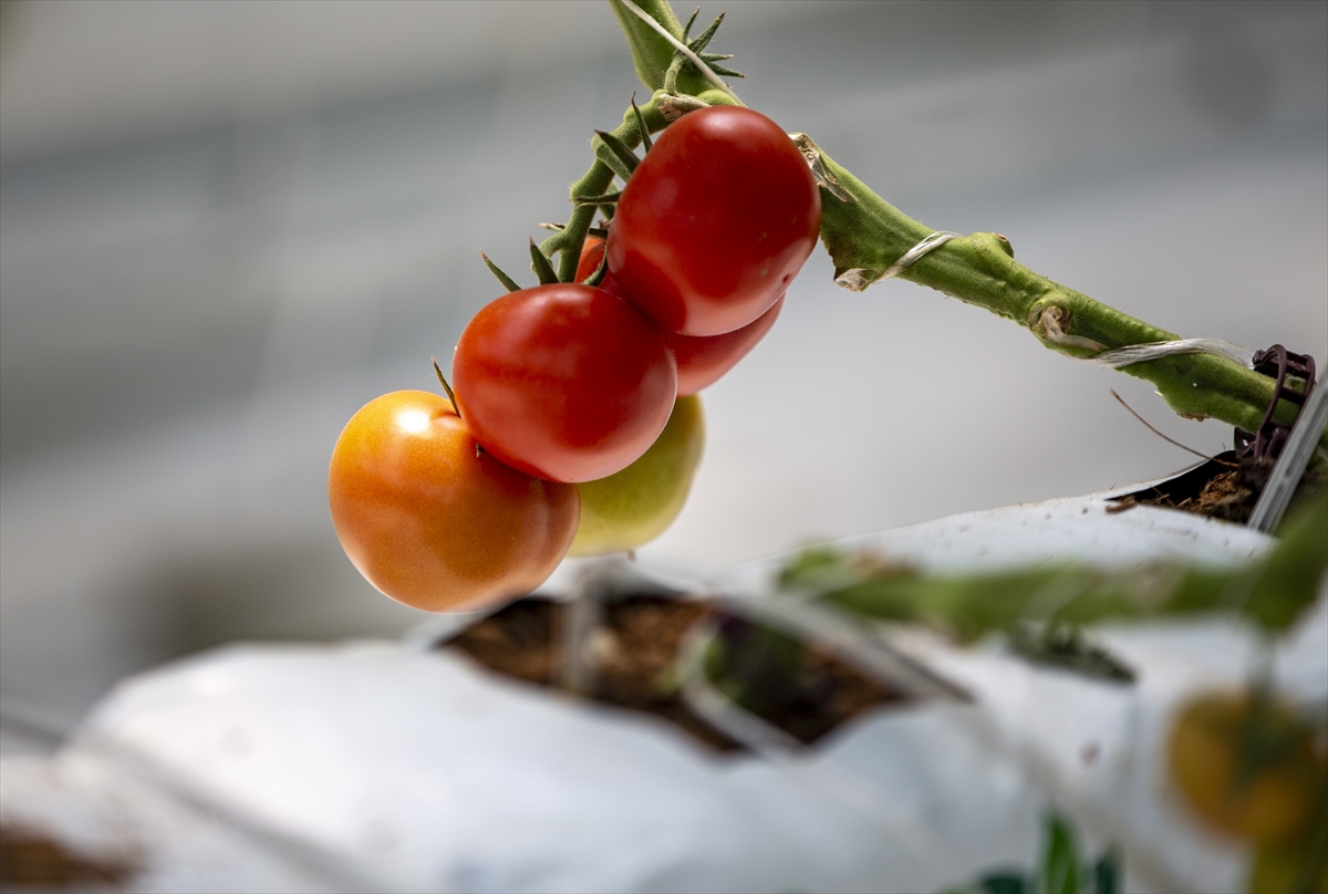  Kışın çetin geçtiği Erzurum'da termal kaynak ve biyokütlesel atıklarla serada üretilen domateslerin hasadına başlanıyor.