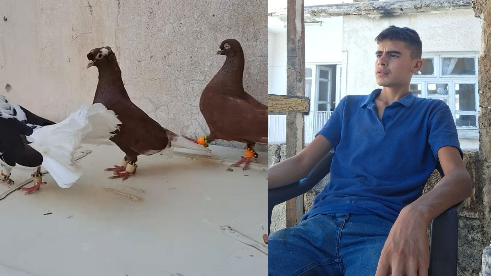 Mevlüt Savaş Kilisli Güvercin Yetiştiricisi